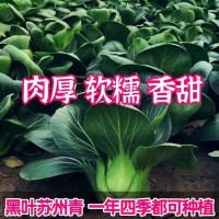蘇州青種子黑葉矮腳青梗菜黑大頭上海青超甜脆好吃秋冬季農家菜種